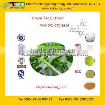 GMP Factory supply Best Quality Green Tea Extract