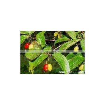 cornus officinalis Natural Powder extract