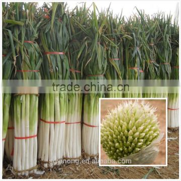 High yield cold and disease resistant super green chinese onion seeds