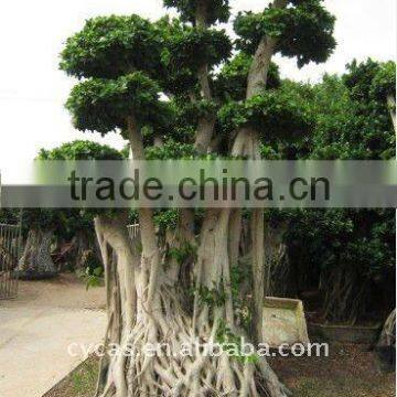 Ficus Large Tree