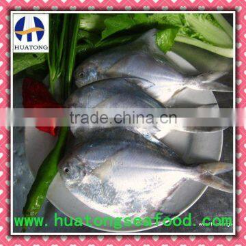 Frozen Silver Pomfret frozen fish 150-200g/pc