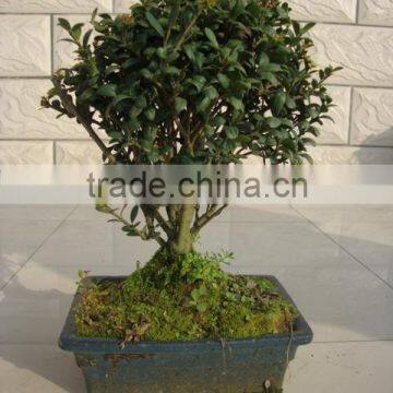Ilex Chinensis Sims Bonsai Ball Shape photo-2