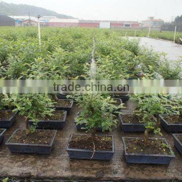 Zanthoxylum Odorum bonsai S shape