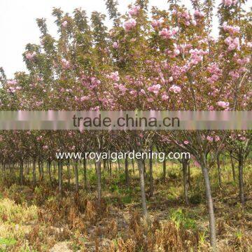 Prunus Serrulata Cold Hardy Trees photo-2