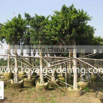 Ficus Nitida Landscaping Trees photo-2