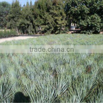 Yucca Rostrata photo-5