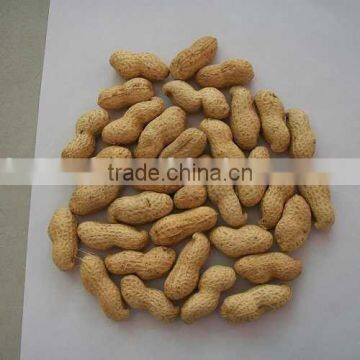 Chinese Roasted Peanut Inshell