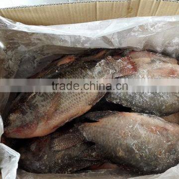 High Quality Frozen Tilapia Whole Round Wholesale Price 800-1000g