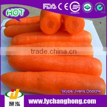 Fresh Carrot for dubai market