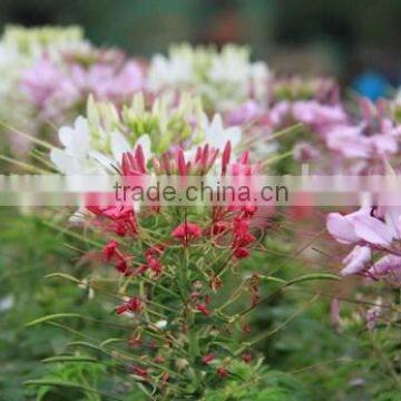 Spiny Spiderflower ,Cleome.,flower Seed,herb Seed,vegetalbe Seed,fruit Seed,grass Seed photo-3