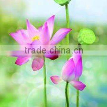 3D frame picture of beautiful flowers 3D lenticular photo 3D PEP decoration picture