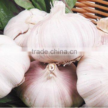 2016FRESH GARLIC photo-2