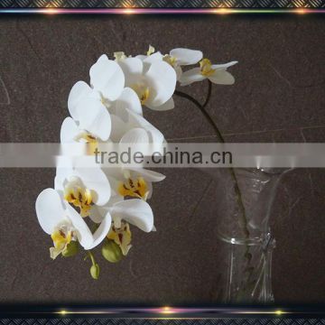 phalaenopsis orchid plant latex orchid