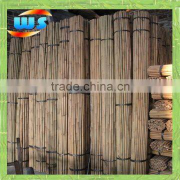 bamboo cane