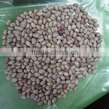 LIGHT SPECKLED KIDNEY BEANS,ROUND SHAPE