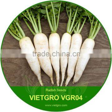 High Yield Snow White Radish Seed For Growing / For Greenhouse 45 Days VGR04/ Vegetable seeds