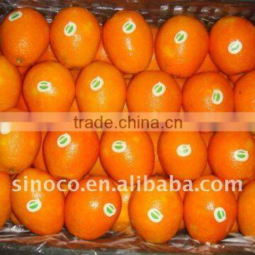 Sell Navel Orange With Good Quality From China