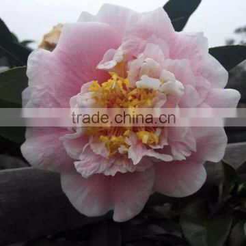 Cotton Candy Sasanqua Camellia