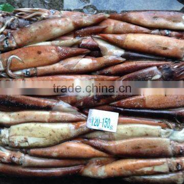 Frozen illex squid with competitive price