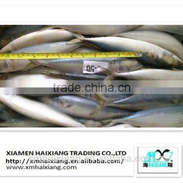 High quality frozen pacific mackerel for sale