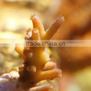 ESUN Polycaprolactone (polymorph)for Coral Reef Frag Glue Application in Aquarium photo-5