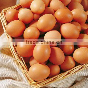Hot Sale Full Automatic Egg Incubator/chicken Incubator/egg Incubator in Uae for Sale photo-3