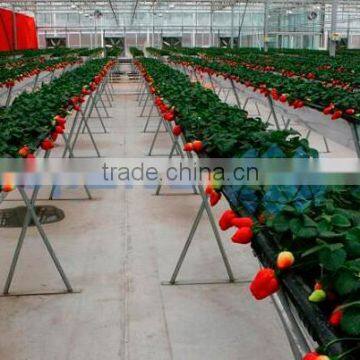 Strawberry Plastic Film Greenhouse photo-2