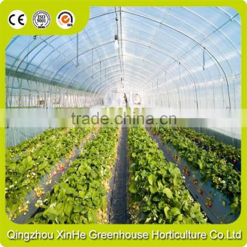 Hot Selling Large Plastic Film Greenhouse For Vegetables