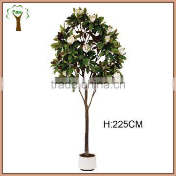 big flowering magnolia tree for indoor decoration