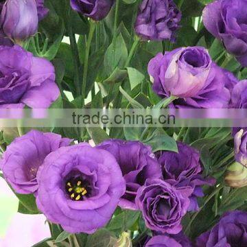 Natural Fresh Cut Different Style High Quality Flowers Eustoma Wedding Decoration Flower