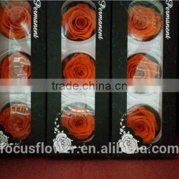 Red Preserved Rose A Grade 6 to 7 cm Bud With Wholesale Price photo-3