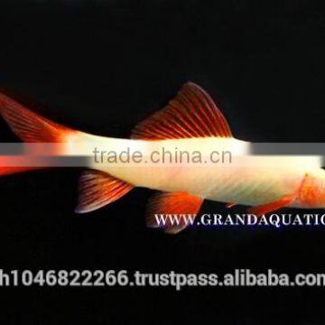 Rainbow Shark Albino / Ornamental Fish Exporter photo-6
