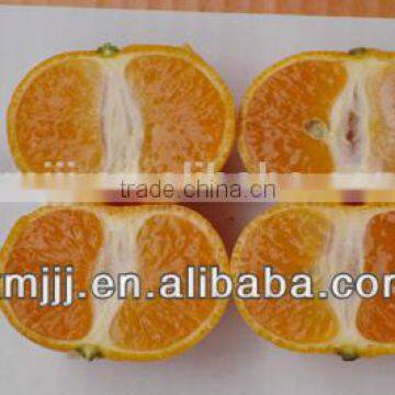 New Harvested Yongchun Fresh Mandarin Orange photo-2