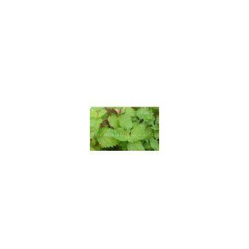 Lemon Balm Extract/Melissa officinalis