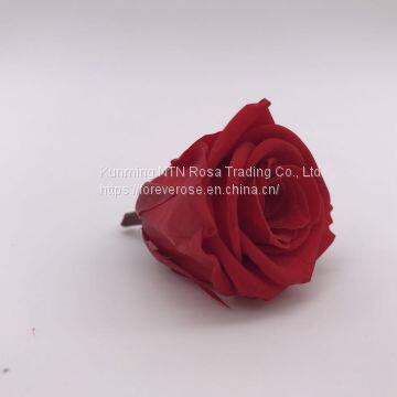 High Quality Timeless Preserved Flower to Make Gorgeous Flower Gifts photo-4