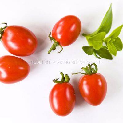 Hybrid Chinese Factory Supply Plum Red Cherry Tomato Seeds for Planting photo-3