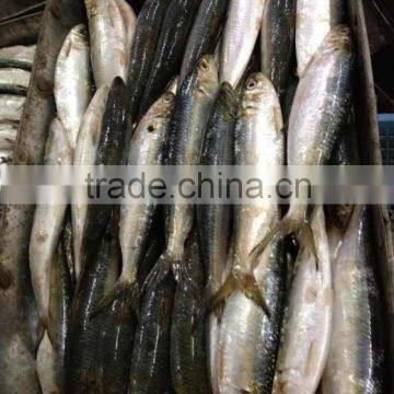 Frozen Sardine Fish Sardinella Longiceps From Pacific Ocean photo-4