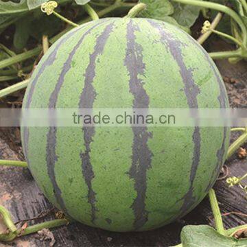 Shijia chinese high resistance hybrid f1 watermelon seeds