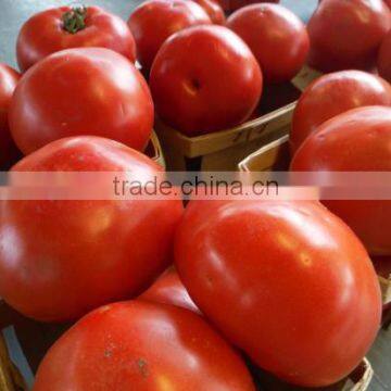 FARM FRESH TOMATOES