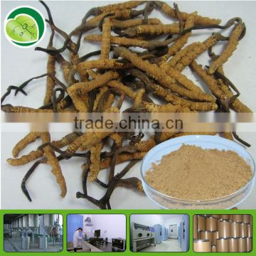 polysaccharide/Cordycepin/cordyceps sinensis powder