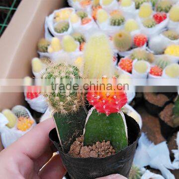 colorful cactus plants gift for customer