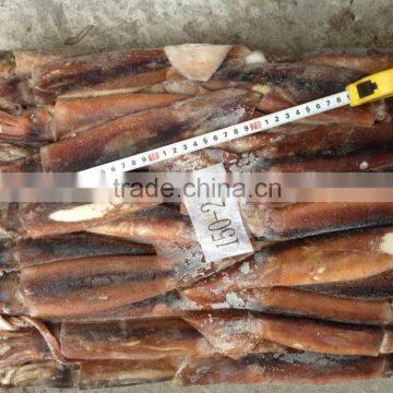 Frozen Illex Squid Whole Round size 150-200g