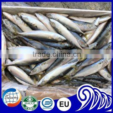 Scientific Name of Pacific Mackerel Fish for Sale photo-4