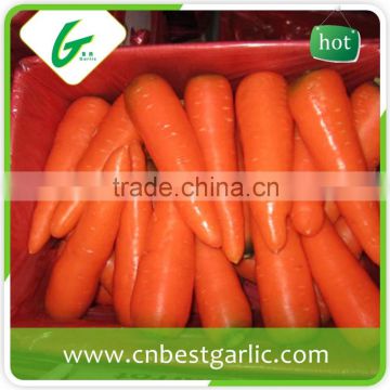 Wholesale bulk carrots