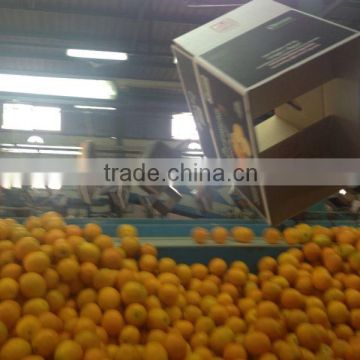 ORANGES CITRUS FRESH FRUIT 2017