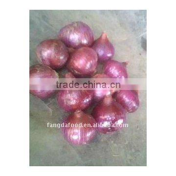 new red onions on promotion now