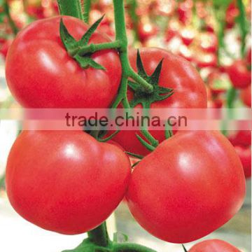 Hybrid high yield Tomato seeds for growing-Venice