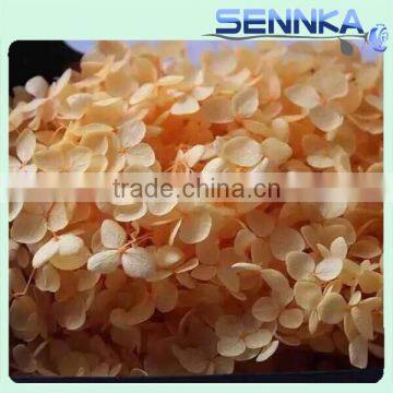 Yellow,Red,Blue, White, Pink Preserved Hydrangea Large Flower