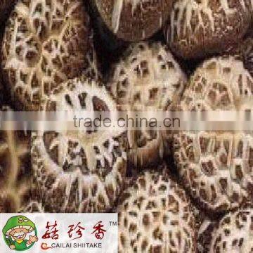 Export Flower Shiitake Mushroom Dried From Fresh Raw Material photo-3