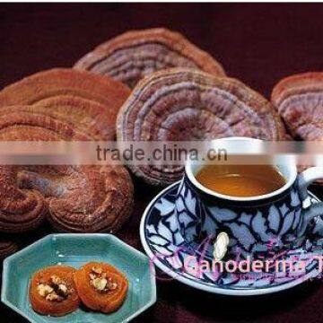 Lingzhi herbal detox Tea OEM service